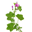 Common Mallow plant with pink flowers and green leaves isolated on white, Malva sylvestris