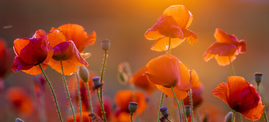 Wall Mural - poppy meadow in the light of the setting sun