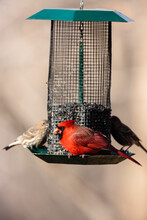 Cardinal And Finches On Sunflower Seed Feeder In Late November In Wisconsin