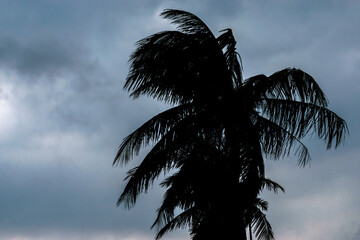 Silhouette of a coconut tree with blue sky in the background