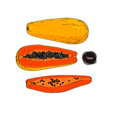 Wall Mural - Hand drawn sketch style yellow papaya. Ripe, half and sliced papaya on white background. Color illustration. 