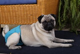 Fototapeta Psy - Cute pug dog with hygiene pants