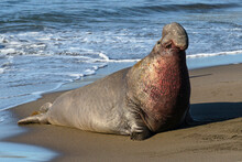 Northern Elephant Seal Battled Scared Bull