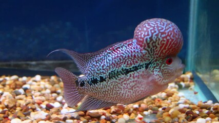 Wall Mural - Flowerhorn fish in blue aquaruim water tank 