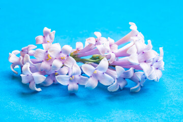 Branch of a Lilac Bush with flowers.