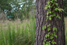 Carolina Forest Virginia Creeper Vine Growing On Tree