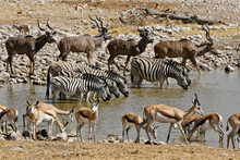 Greater Kudus, Springboks, And Burchell's (common, Plains) Zebras At Waterhole, Okaukuejo, Etosha National Park, Namibia