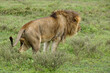 Male lion marking territory on bush, Ngorongoro Conservation Area, Tanzania