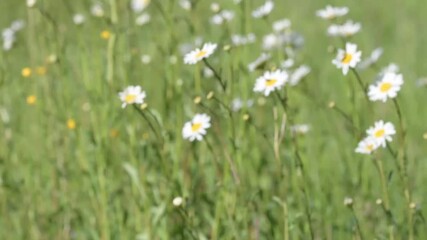 Wall Mural - Oxeye Daisies (Leucanthemum vulgare)