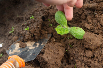 Plant a young pumpkin plant with a scoop in the ground. Boy's hobby.