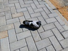 A Dove Resting On The City Sidewalk