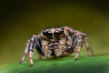 jumping spider on a leaf