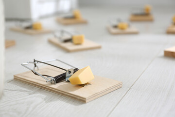 Wall Mural - Mousetraps with pieces of cheese on floor indoors. Pest control