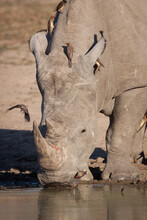 Vertical Close Up On White Rhino's Head Drinking Water With Red Billed Ox-pecker On His Head In Kruger Park South Africa