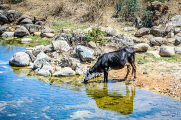 Wall Mural - It's Cow drinks water. Socotra Island, Yemen. UNESCO World Heritage