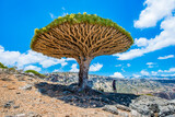 Fototapeta  - It's Dragon tree on the Socotra Island, Yemen