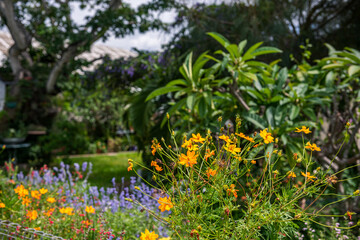 Garden with lush tropical summer vegetation and flowers in queensland