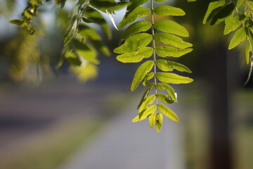 Wall Mural - Green leaves lit by the sun