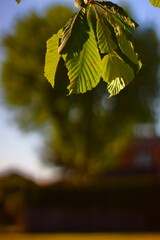 Wall Mural - Green leaves lit by the sun