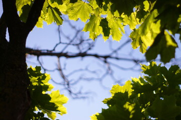 Wall Mural - Green leaves lit by the sun