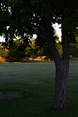 Wall Mural - tree in an empty field of a park