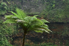 Many Giant Fern Trees In Cliffs And Valleys, Vines And Bushes Are Located In Indonesia's Tropical Rain Forests. Can Be Used As Background And Wallpaper. The Concept Of Web Banners.