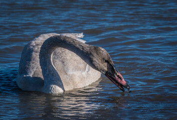 Wall Mural - swan in the water