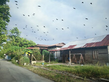 Daytime Scene Of Birds Flying Over The Vacated House