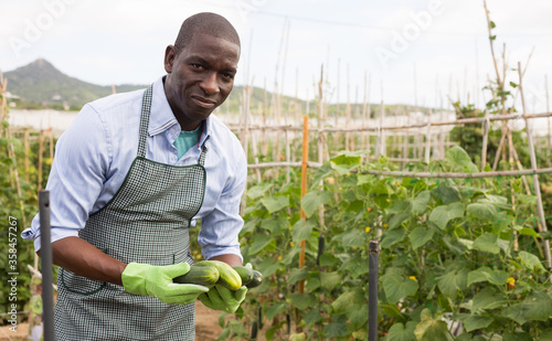Cuadros en Lienzo Young man gardener picking harvest of fresh cucumbers