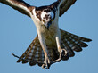 Osprey in Flight Landing in Nest with Sticks