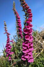 Very Tall Foxglove Plant Blossoming In Bright Purple, Blue Sky In The Background, Irish Landscape And Countryside, Connemara, Galway, Ireland