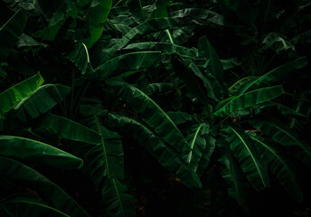 Wall Mural - banana green leaves on dark background. banana leaf in tropical garden. green leaves with beautiful 
