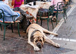 Mastiff dog is lying near a table in a street cafe and waiting for its owner