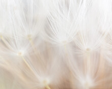 Close-up Of A Dandelion In Nature.