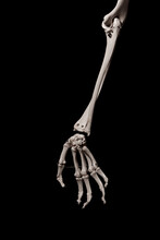 Human Forearm Skeleton Anatomy Bone