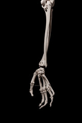 human forearm skeleton anatomy bone