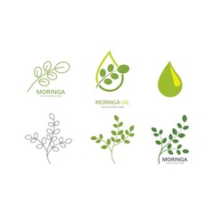 Wall Mural - Moringa leaf illustration