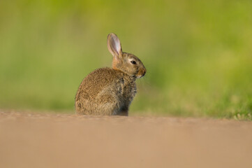 beautiful little rabbit in the morning