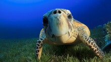 Happy Sea Turtle 
