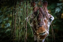 A Funny Looking Giraffe Behind A Tree