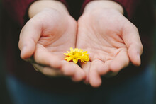 Close-up Woman Holding Yellow Flower In Her Palm, Encouragement Concept
