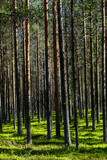 Fototapeta Las - Jokkmokk, Sweden A forest of pine