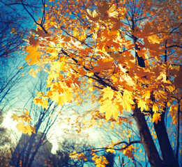 Wall Mural - Beautiful maple tree with orange and red leaves in autumn on nature in Park against blue sky.