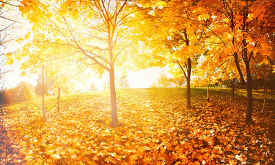 Wall Mural - Beautiful autumn forest with a carpet of fallen orange leaves and maple trees in bright yellow sunlight in nature.