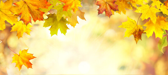 Autumn background with border of orange, gold and red maple leaves on nature on background of sunlight with soft blurred beautiful bokeh.