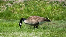 Close Up Shot Of A Canada Goose Eating Grass