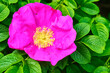 beautiful rosehip flower. color nature. sun day