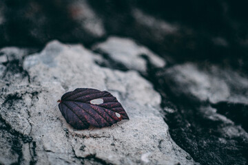 Autumn leaf lying on a rock