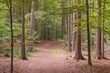 Zielony, bukowy las koło miasta Żary, w Polsce.