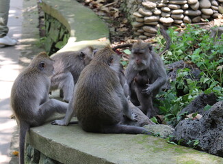 Wall Mural - Famille de singes, forêt des singes d'Ubud à Bali, Indonésie